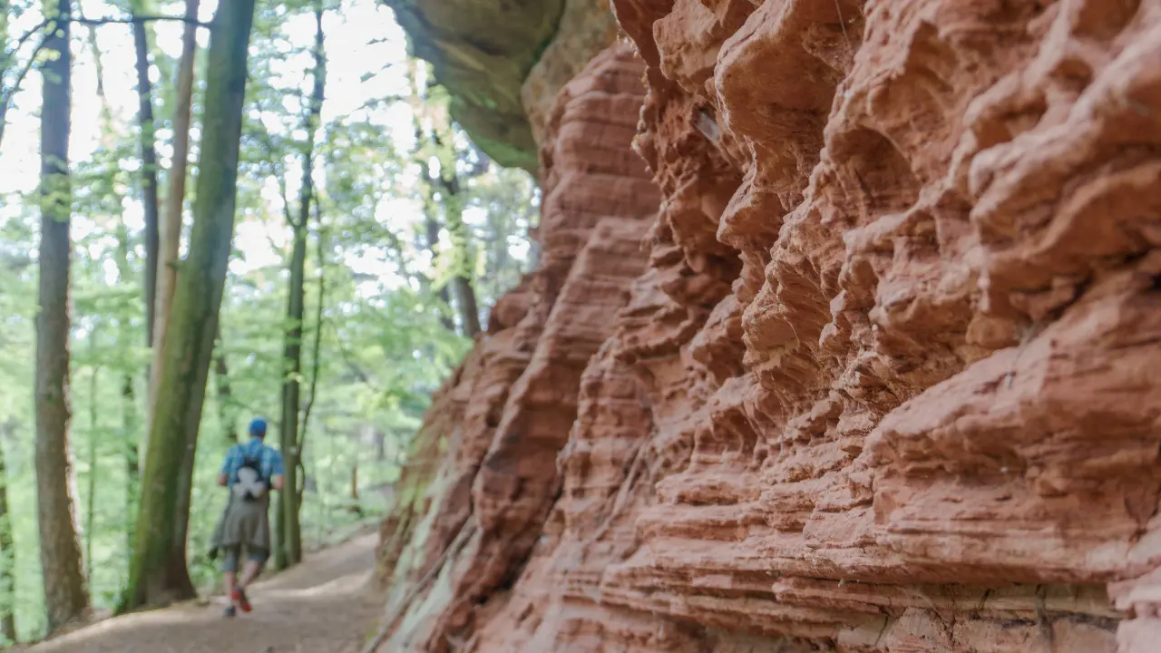 Sentier forestier longeant les falaises de grès rouge du Colorado lorrain à Altschlossfelsen, site de randonnée emblématique en 2026.